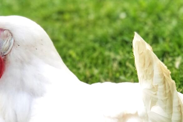 Chickens, chickens and more chickens!