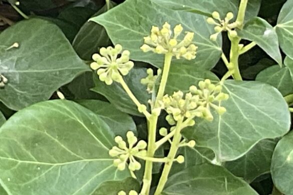 Let’s Talk Ivy…