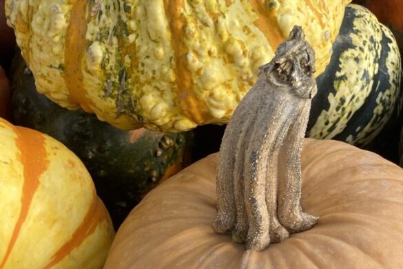 Let’s Talk Autumn!